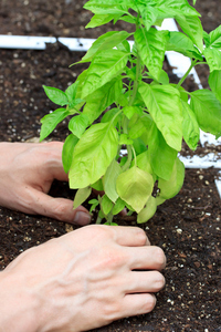 ハーブの生長はとても早いので、苗を購入したら早めに植え替えましょう