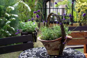 植物療法とは