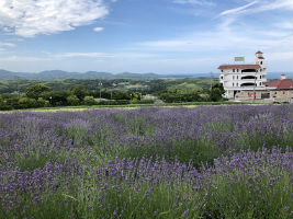 淡路島パルシェ香りの館でのラベンダー摘み取りに参加しました