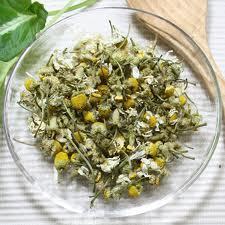 Ｈｅｒｂ・Ｒｏｏｍ　ｌｅａｆ主宰松下　美穂備えておくといいハーブジャーマンカモミール